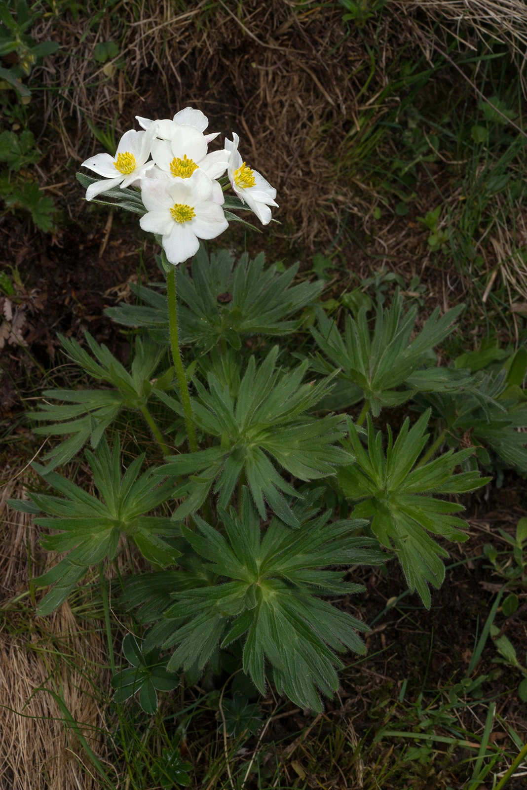 Photo Maurizio Broglio - Anemone Narcissiflora